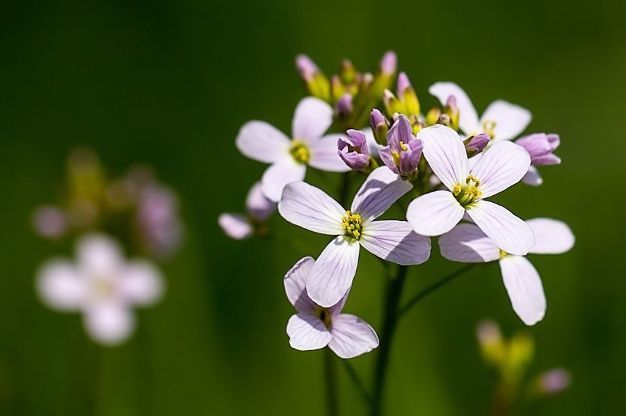 Blume