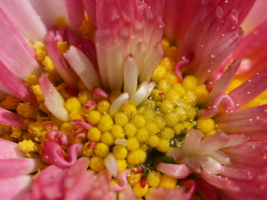 Blume