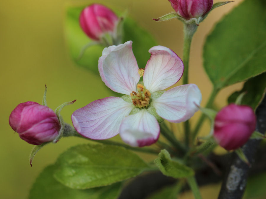Blume