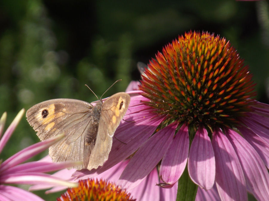 Sonnenhut mit Schmetterling