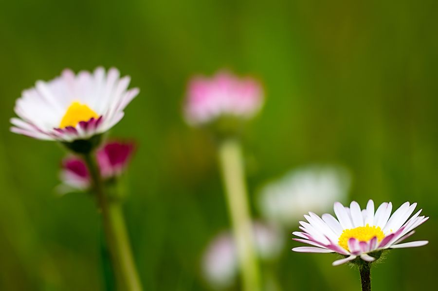 Blumenwiese