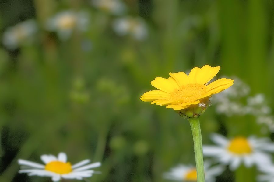 Blumenwiese