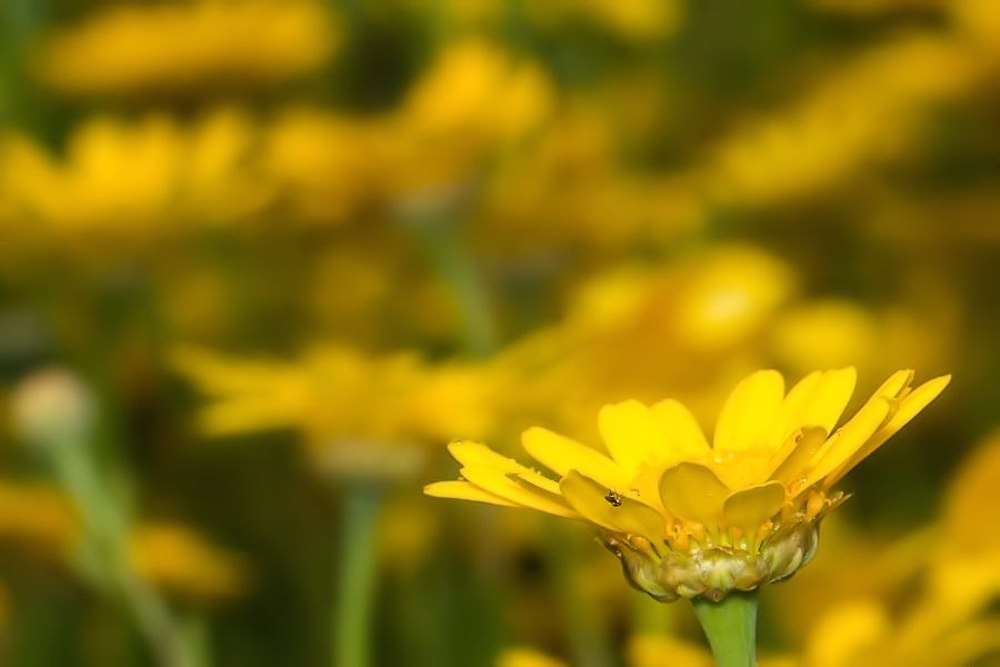 Blumenwiese