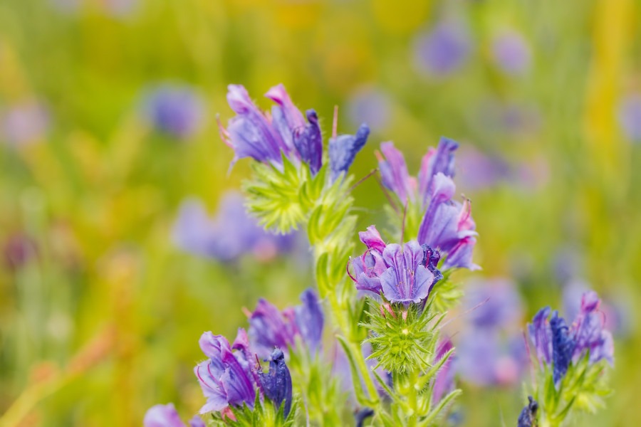 Blumenwiese