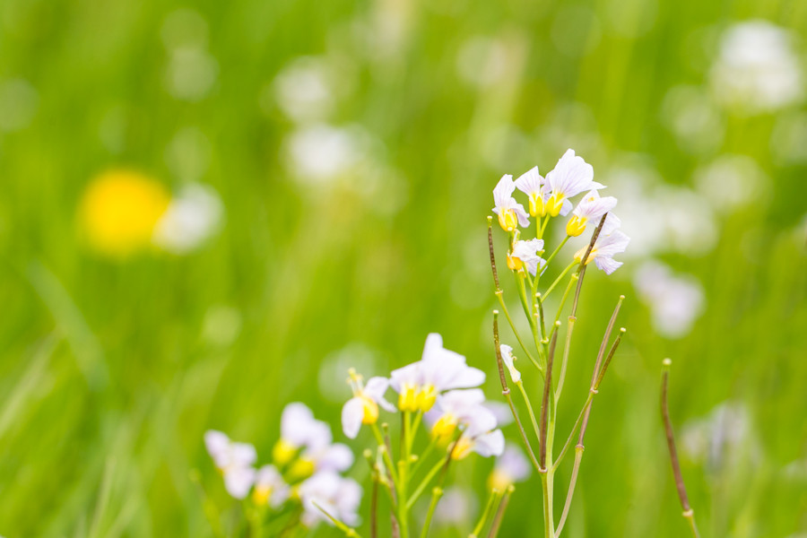 Blumenwiese
