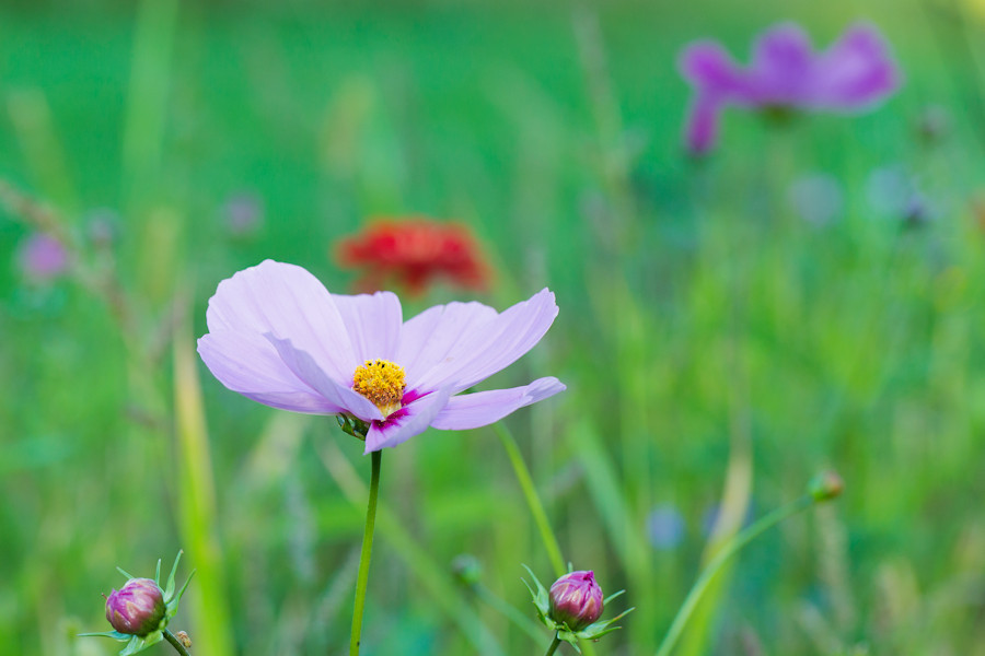 Blumenwiese