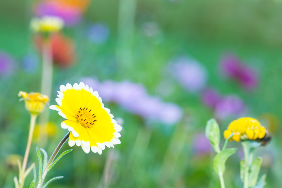 Blumenwiese