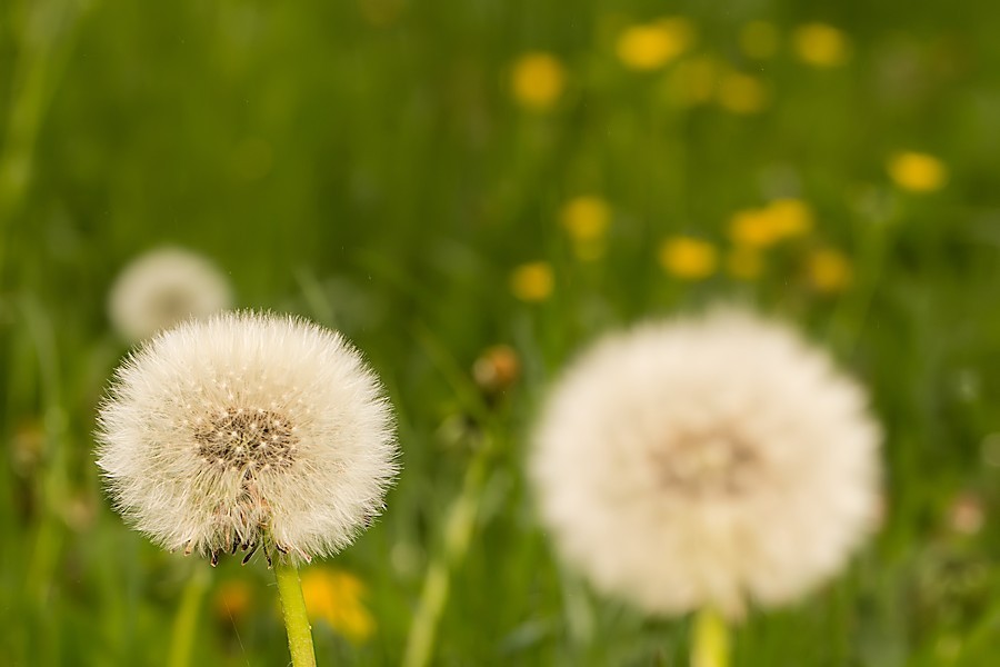 Blumenwiese mit Pusteblumen