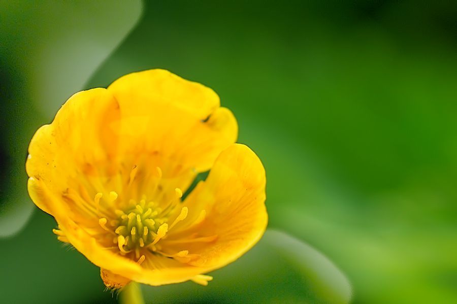 Butterblume