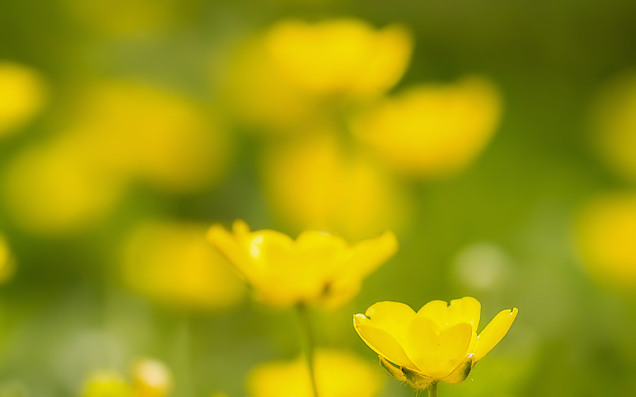 Butterblumen