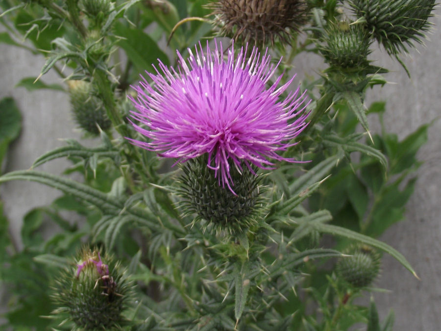 Distel