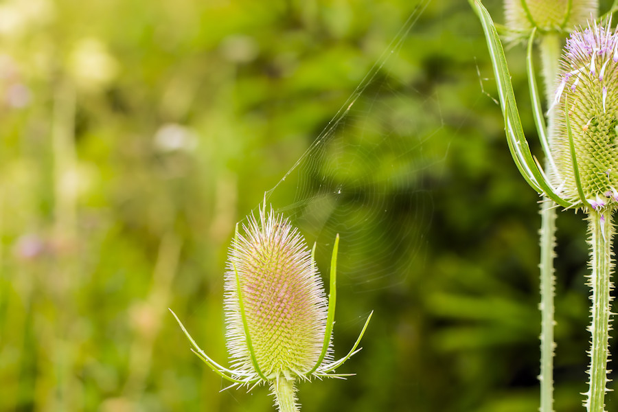 Distel mit Spinnennetz