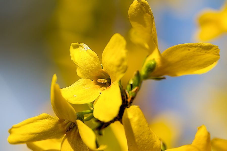 Forsythien