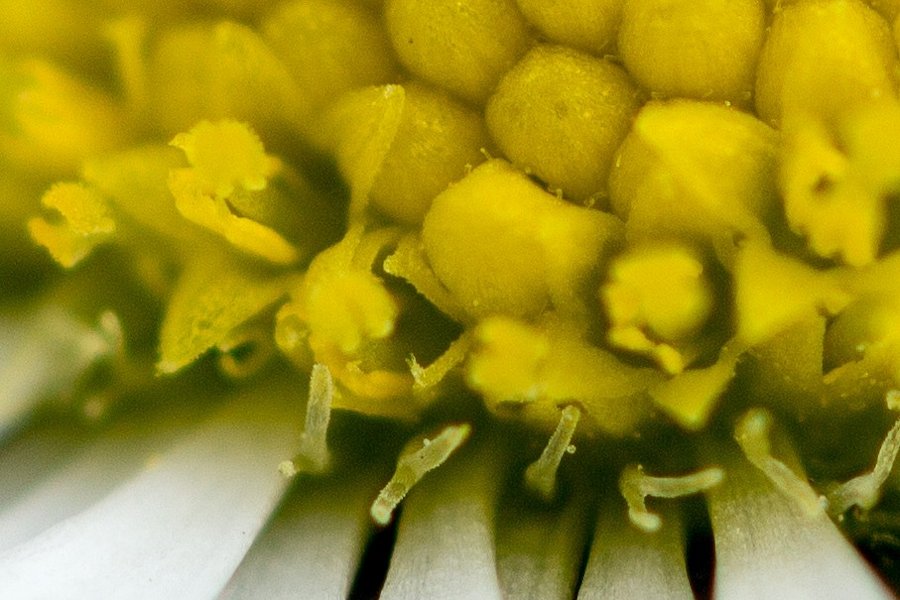Gaensebluemchen