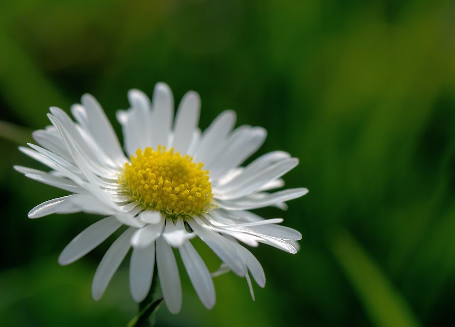 Gänseblümchen