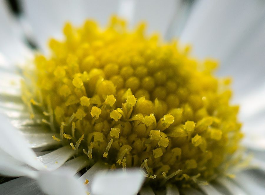 Gänseblümchen