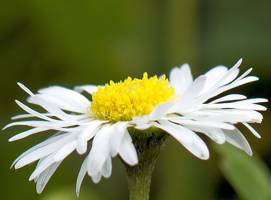 Gänseblümchen