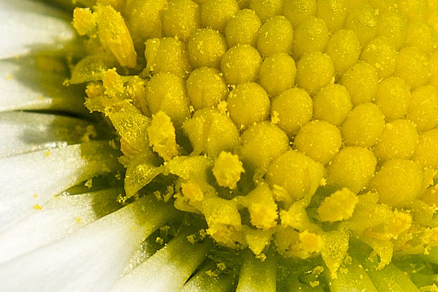 Gänseblümchen