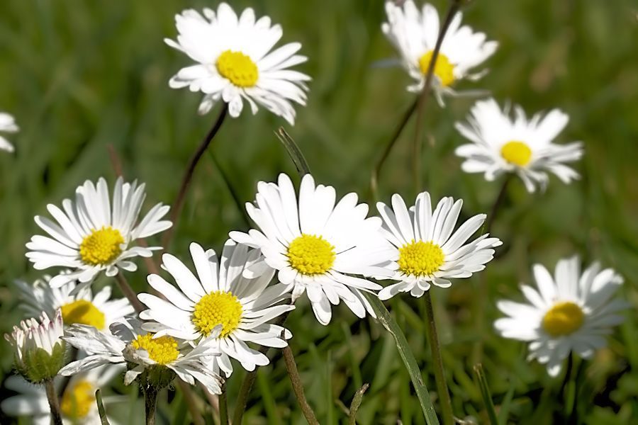 Gänseblümchen