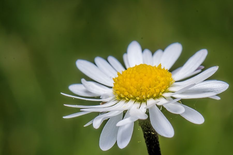 Gänseblümchen