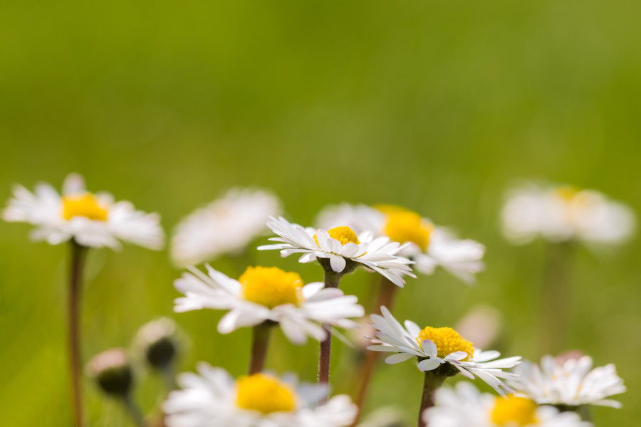 Gänseblümchen