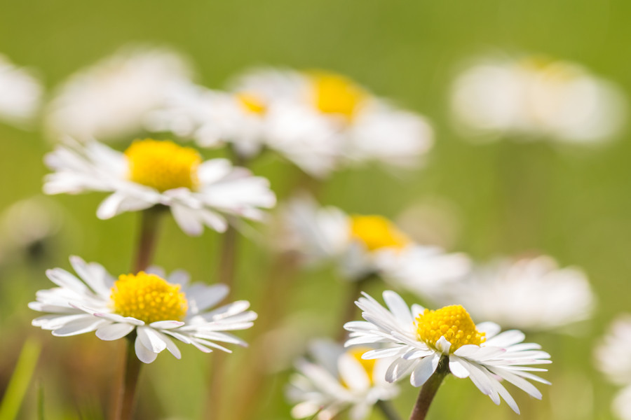 Gänseblümchen