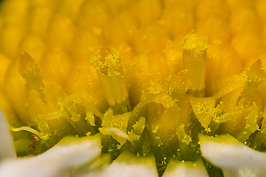 Gänseblümchen