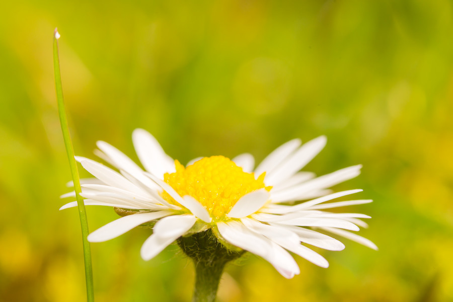 Gänseblümchen