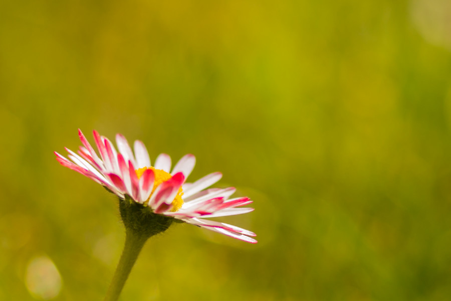 Gänseblümchen