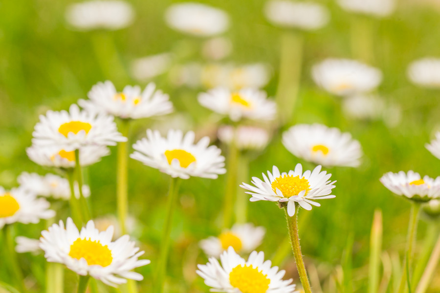Gänseblümchen