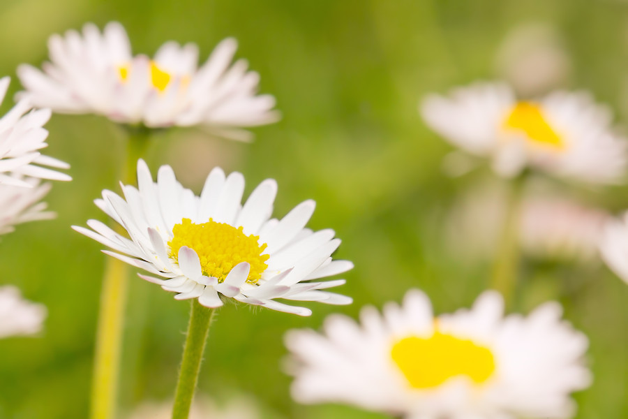 Gänseblümchen