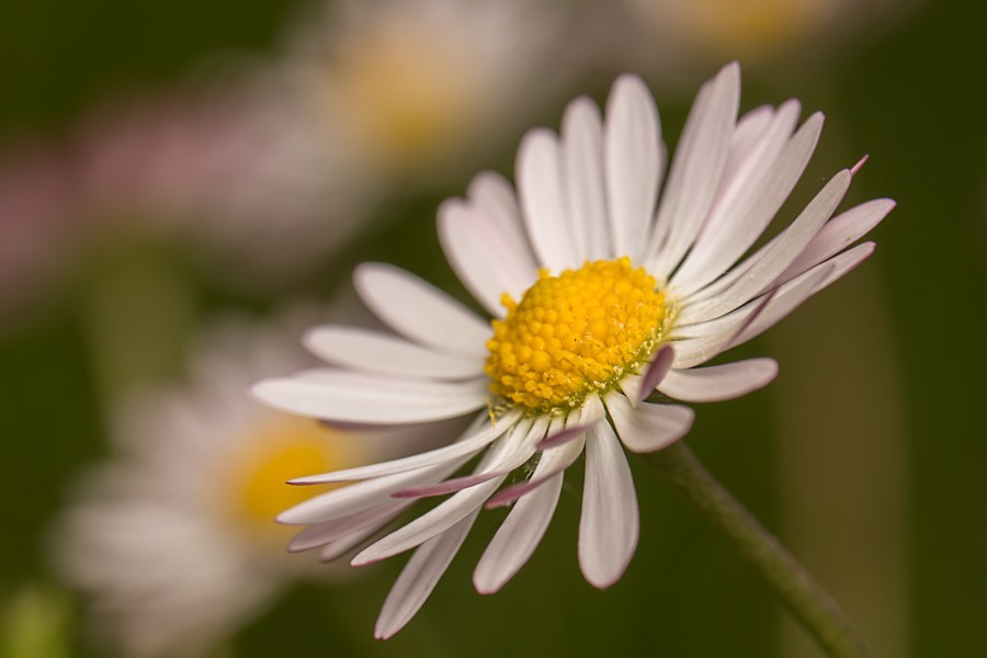 Gänseblume