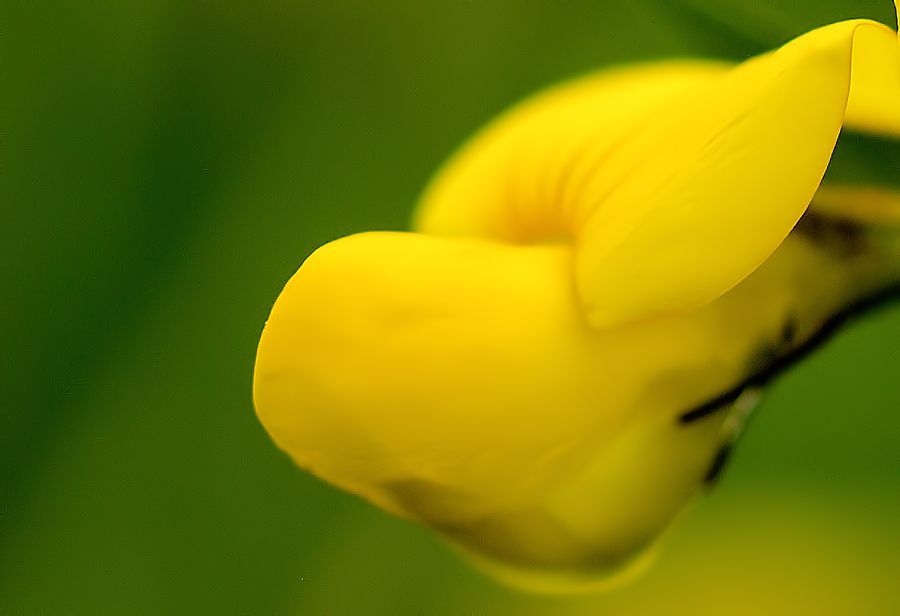 Gelbe Blüte