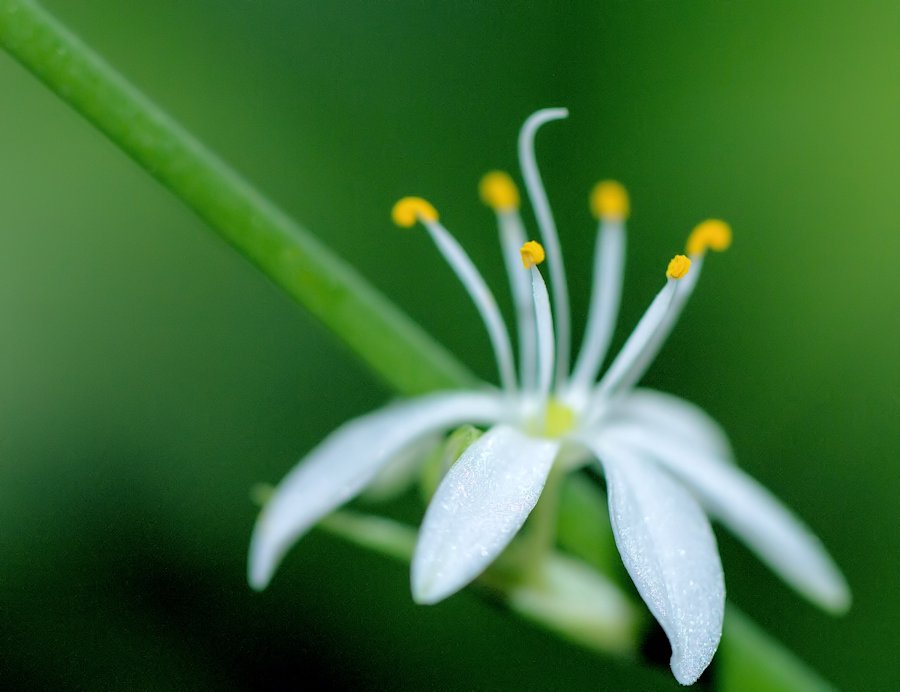 Grünlilienblüte