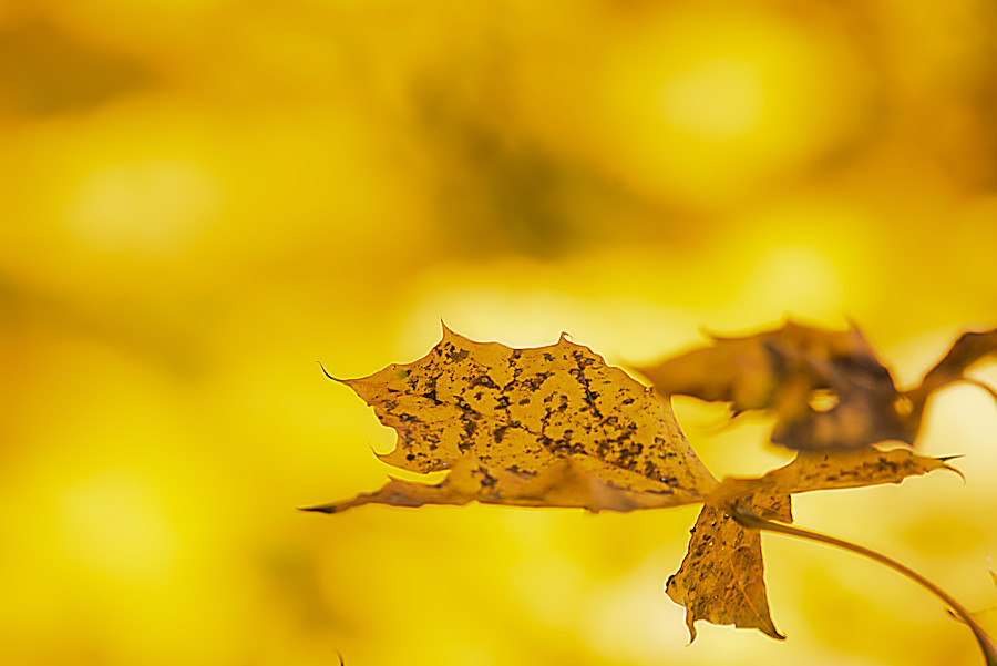 Herbst