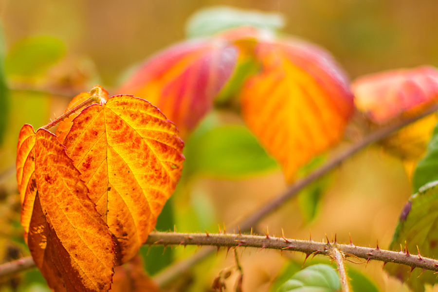 Herbst im Wald