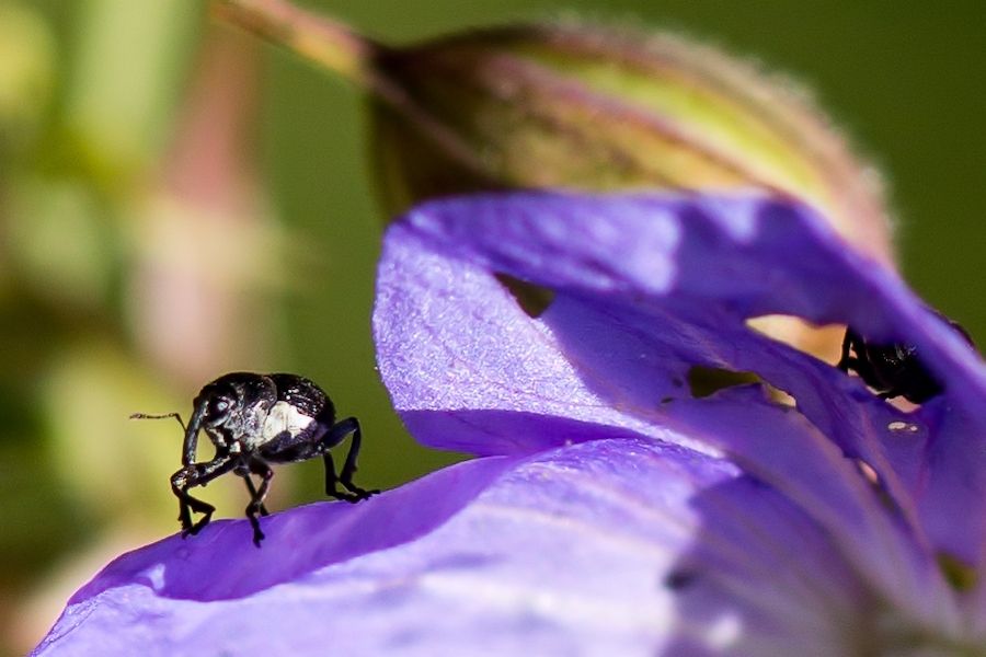 Käfer auf einer Blute