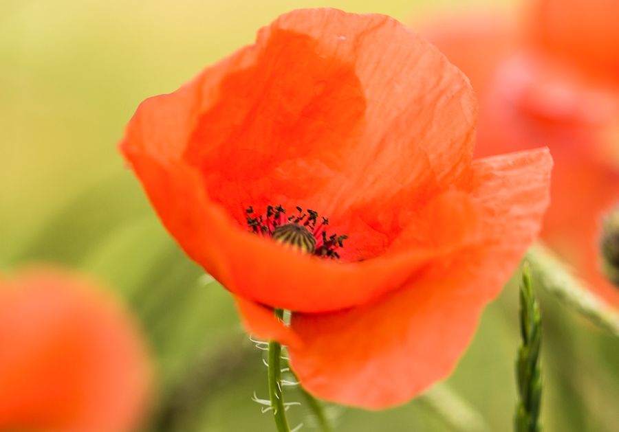 Klatschmohn