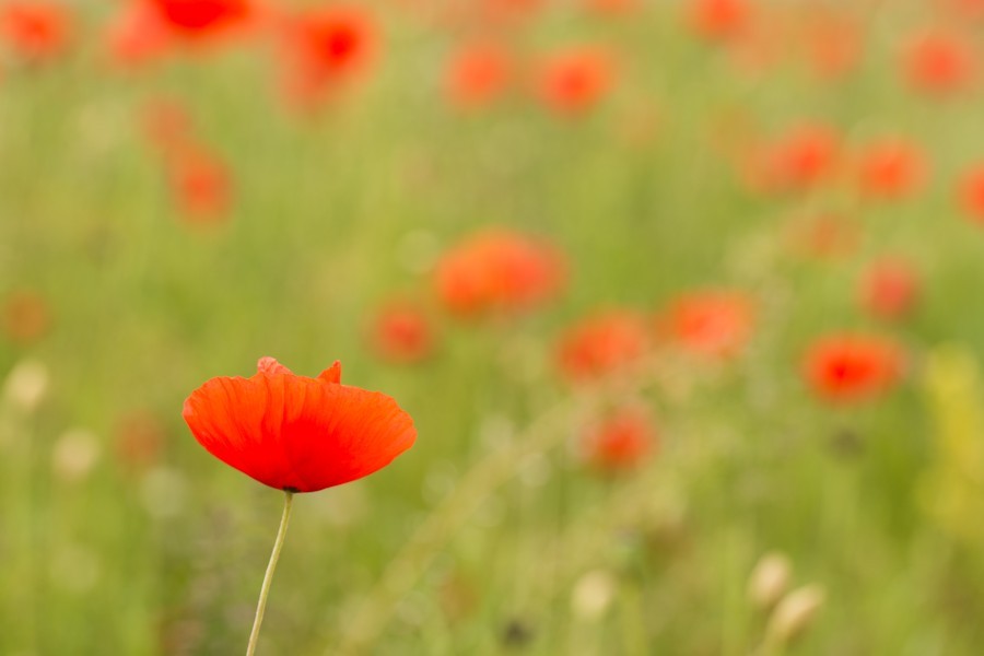 Klatschmohn