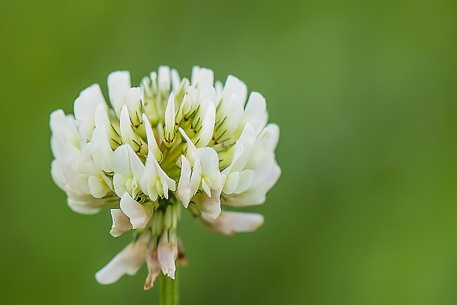 Kleeblüte