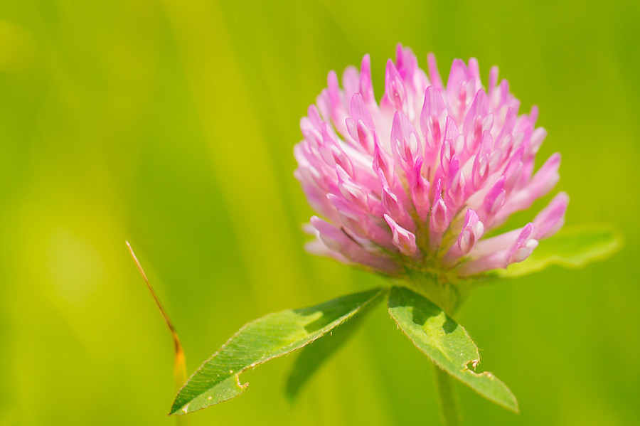 Kleeblüte