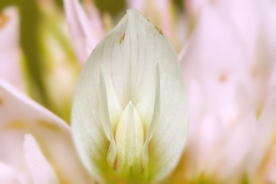 Kleeblüte
