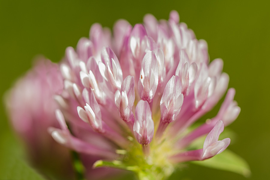 Kleeblüte 20160526 9299.jpg