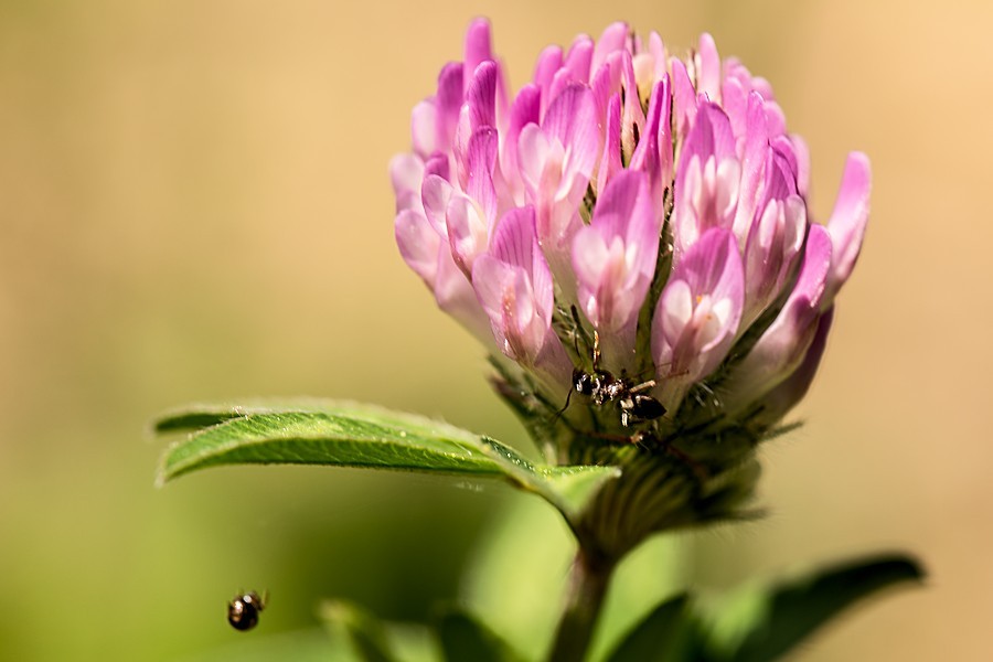 Kleeblüte mit Besuchern