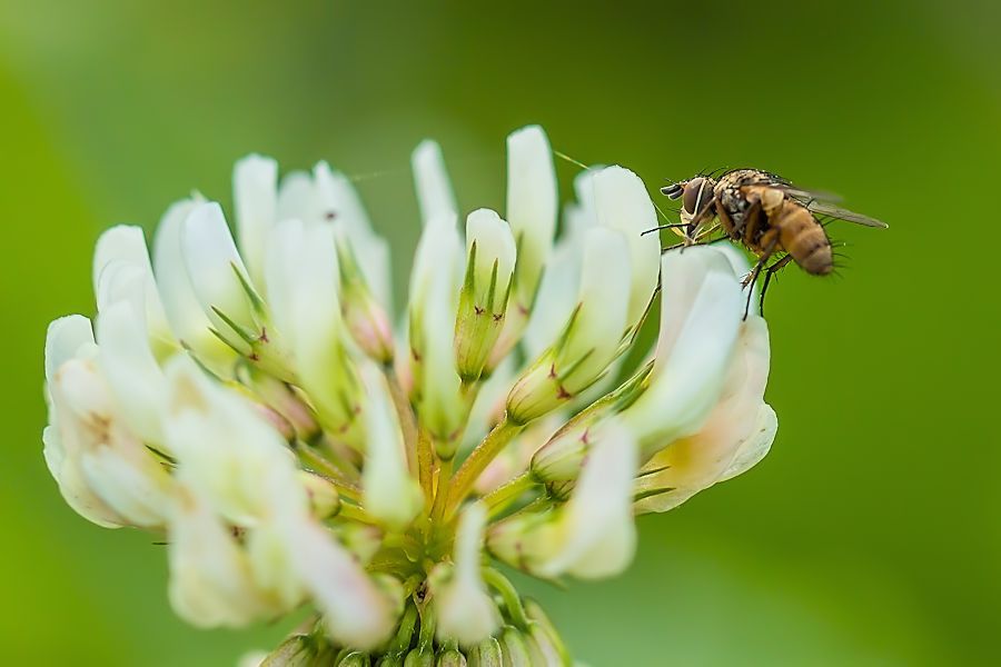 Kleeblüte mit kleiner Fliege