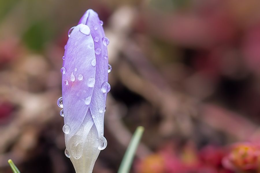 Krokus