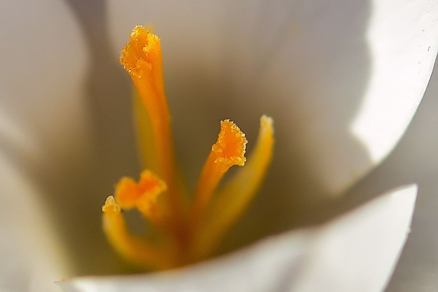 Krokusblüte