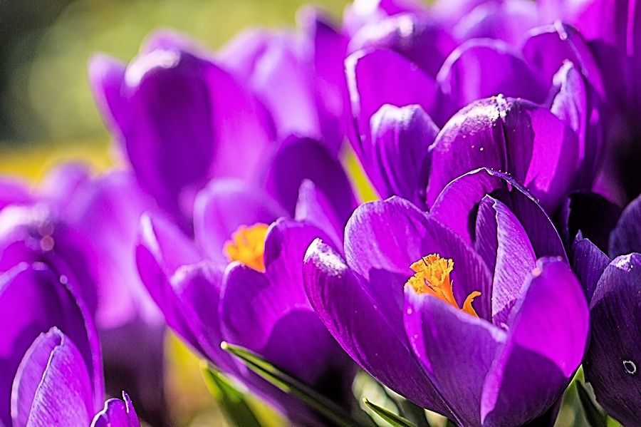 Krokusse