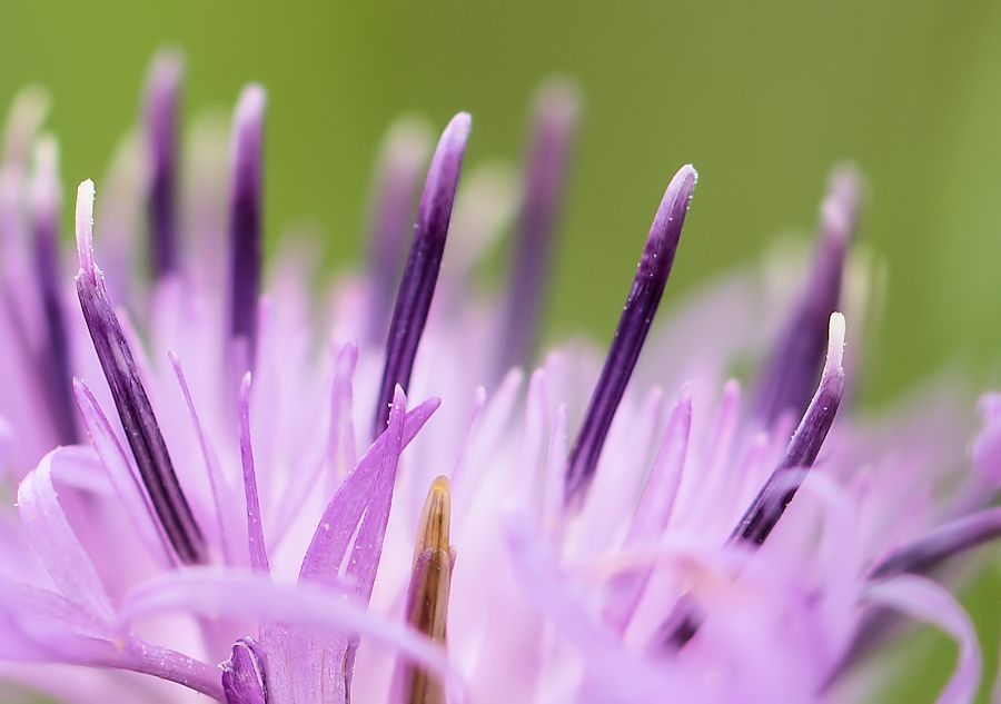 Lila Blüte