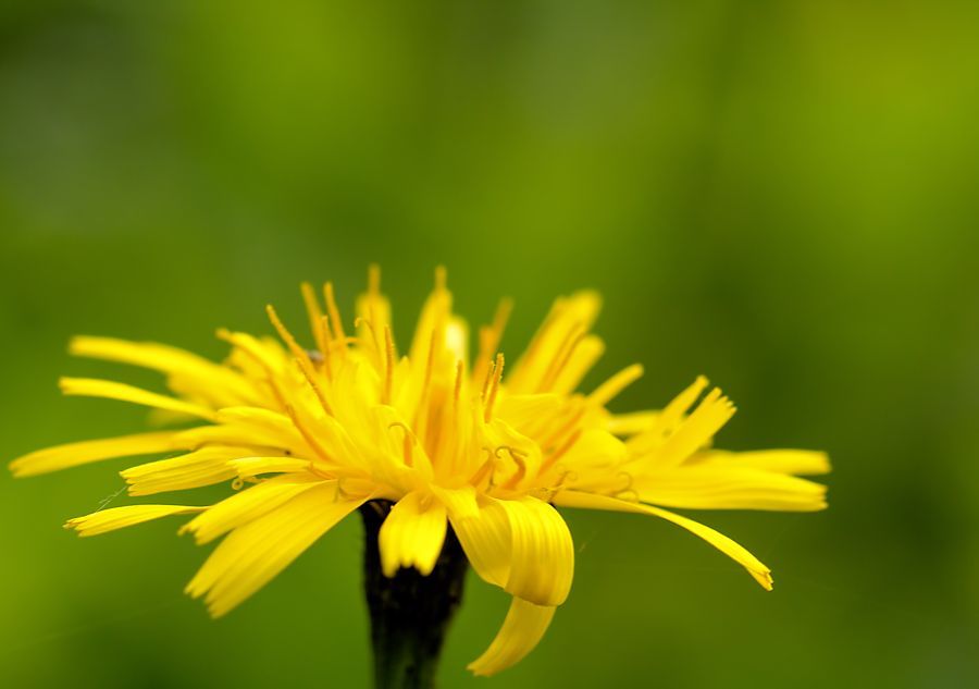 Löwenzahnblüte